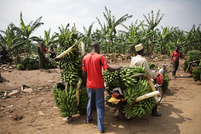 Fresh Bananas